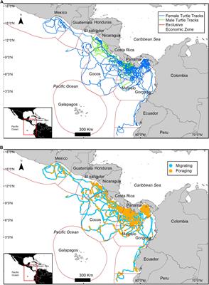 Behavioral States Related to Environmental Conditions and Fisheries During Olive Ridley Turtle Migration From Pacific Panama